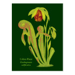 Californica de Darlingtonia, plante carnivore Cartes Postales