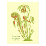 Californica de Darlingtonia, plante carnivore Cartes Postales