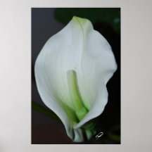 Calla blanche Lilly Affiche