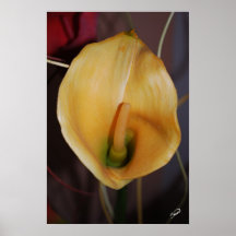 Calla jaune Lilly Affiche