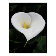 Calla Lilly Cartes Postales