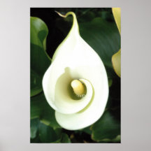 calla lilly posters