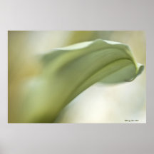 Calla Lilly Posters