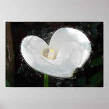 "Calla Lilly " Posters