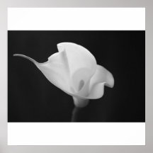 Calla noire et blanche Lilly Posters