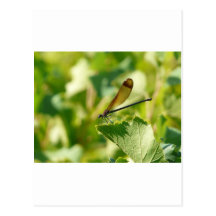 Calopteryx Cartes Postales