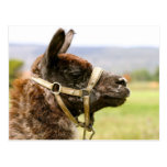 Camel cartes postales