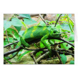 Caméléon Cartes