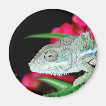 caméléon de panthère aimant pour réfrigérateur