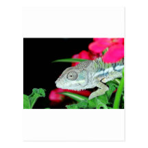 caméléon de panthère carte postale