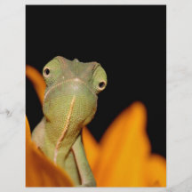 caméléon prospectus personnalisés
