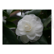 Camelia, blanc cartes de vœux