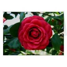 Camélia rouge carte de vœux