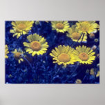 camomille tinctoriale jaune, (Anthemis Tinctoria)  Affiche