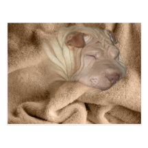 Camouflage de Shar Pei de Chinois, tache de dissim Carte Postale