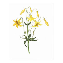 Canadense de Lilium Cartes Postales