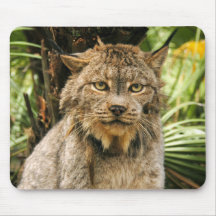 Canadien Lynx 4200e Tapis De Souris