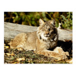 Canadien Lynx Carte Postale