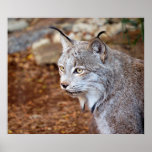 Canadien Lynx Affiches