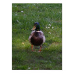 Canard Carte Postale