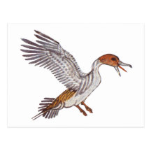 canard carte postale