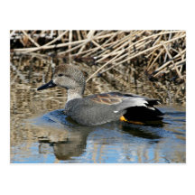 Canard chipeau Drake Carte Postale