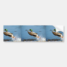 Canard de Mallard Adhésif Pour Voiture