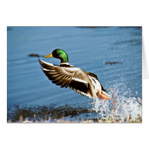 Canard de Mallard Cartes De Vœux