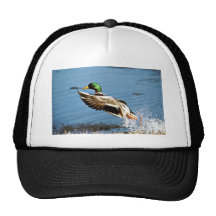 Canard de Mallard Casquette