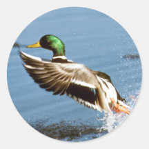 Canard de Mallard Drake Autocollants