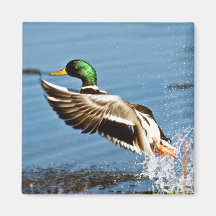 Canard de Mallard Magnets