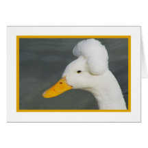 Canard de Roche-un-Billy Cartes