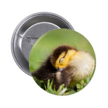Canard de sommeil badges avec agrafe