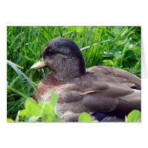 Canard Drake d'appel Carte De Vœux