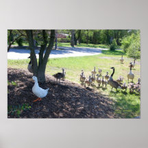 CANARD ET AFFICHE BLANCS D'OIES