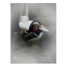 Canard et ami de mandarine… carte postale