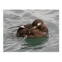 Canard femelle de harlequin lissant sur l'eau carte postale
