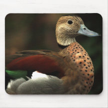 Canard Mousepad Tapis De Souris