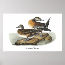 Canard siffleur américain, John Audubon Affiches