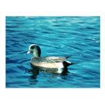 Canard siffleur cartes postales