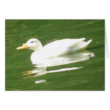 Canard sur la carte de voeux de l'eau