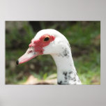 Canard sur la copie de toile affiches