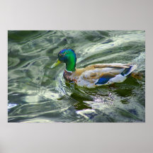 Canard sur la course poster