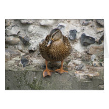 Canard sur une carte de mur