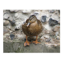 Canard sur une carte postale de mur