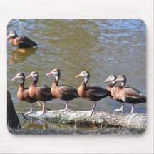 Canards alignés sur le mousepad tapis de souris