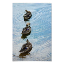 Canards dans une photo de rangée