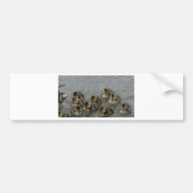 Canards de bébé autocollant pour voiture