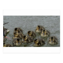 Canards de bébé carte postale