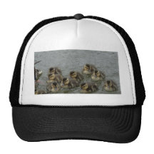 Canards de bébé casquette